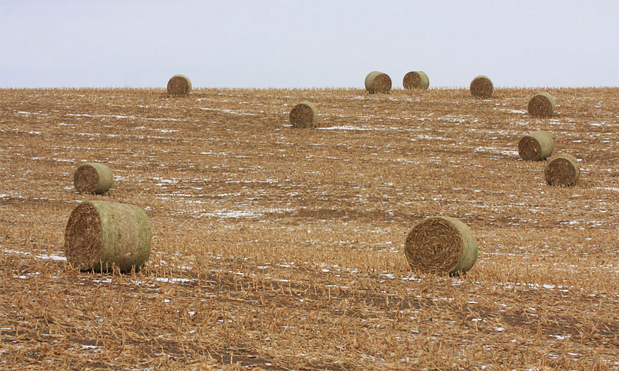 Cornstalk bales in a snow-dusted field of harvested corn.