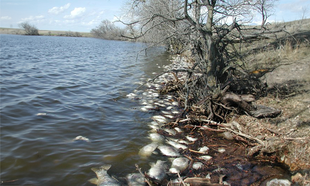 Numerous winter-killed fish along the shoreline of a lake.