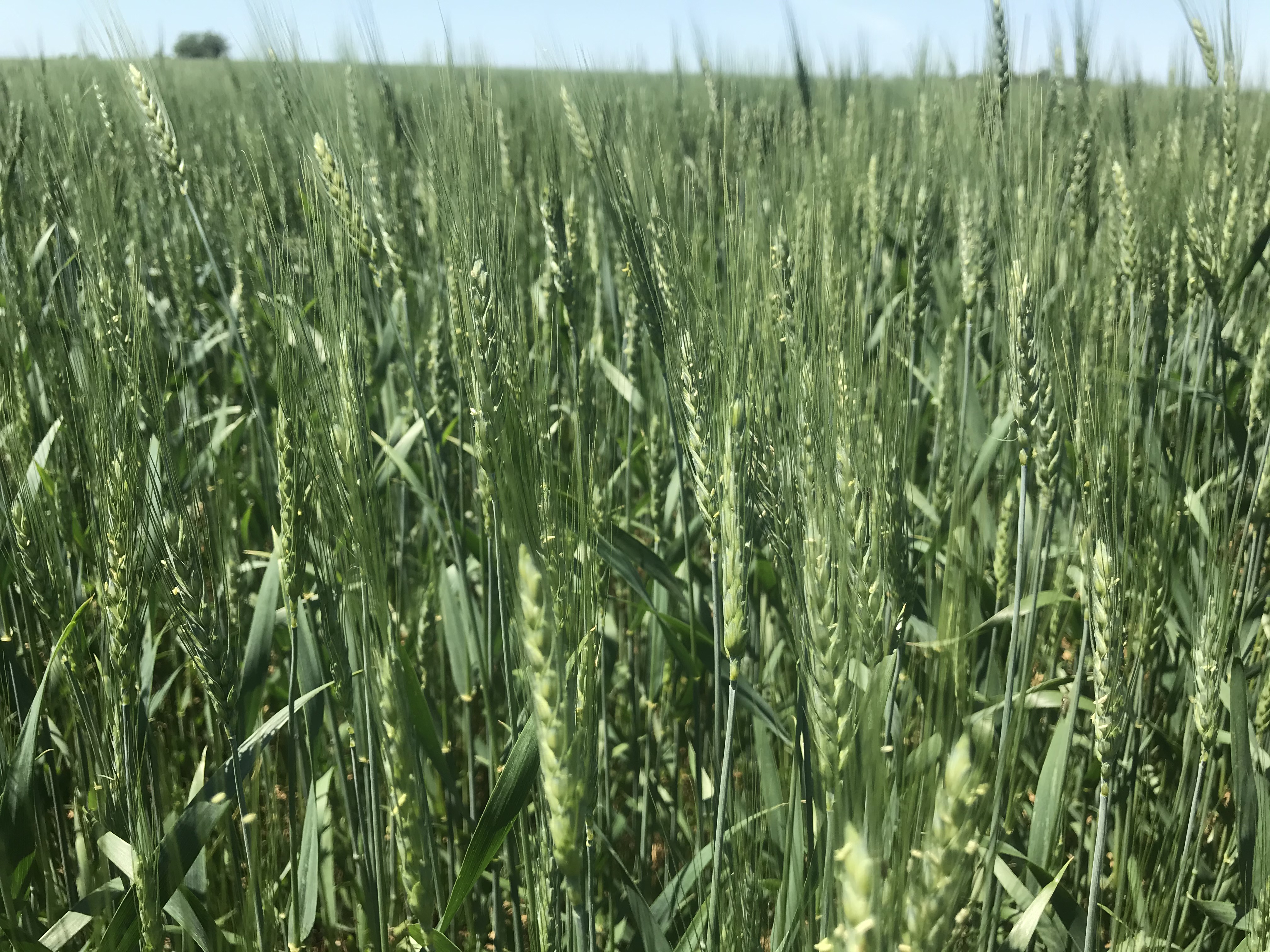 Green winter wheat field