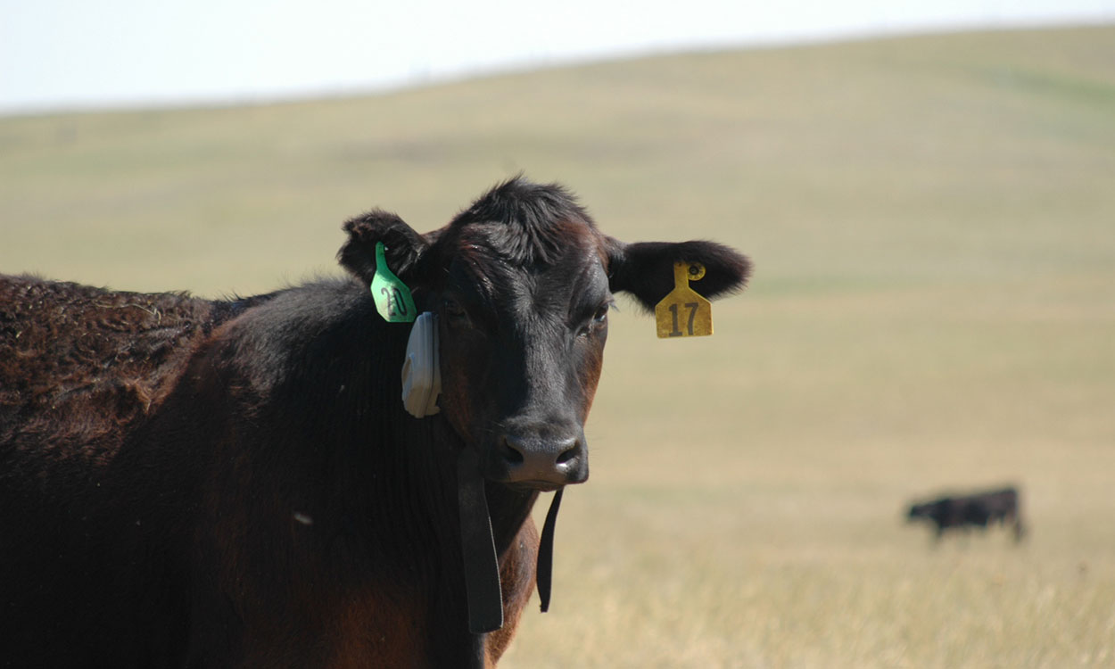Black cattle equipped with virtual fencing collars grazing rangeland.