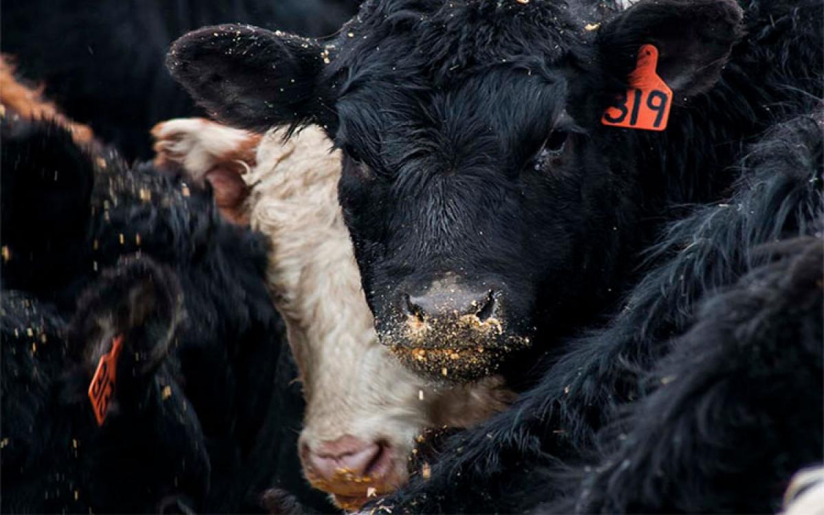 A black calf with a red ear tag and grain crumbs on its nose looks at the camera, as other calves feed around it