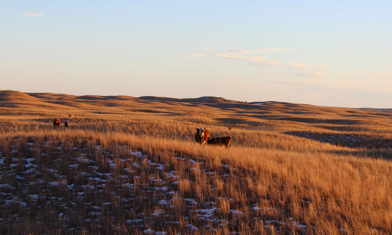 Cattle grazing snow-dusted winter pasture.