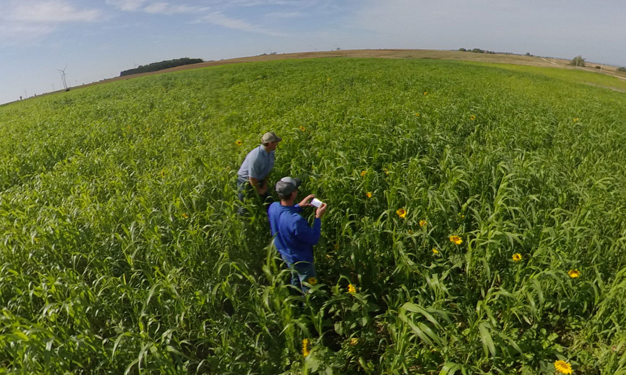 Two researchers analyzing soil in a no-till field with cover crops growing throughout.