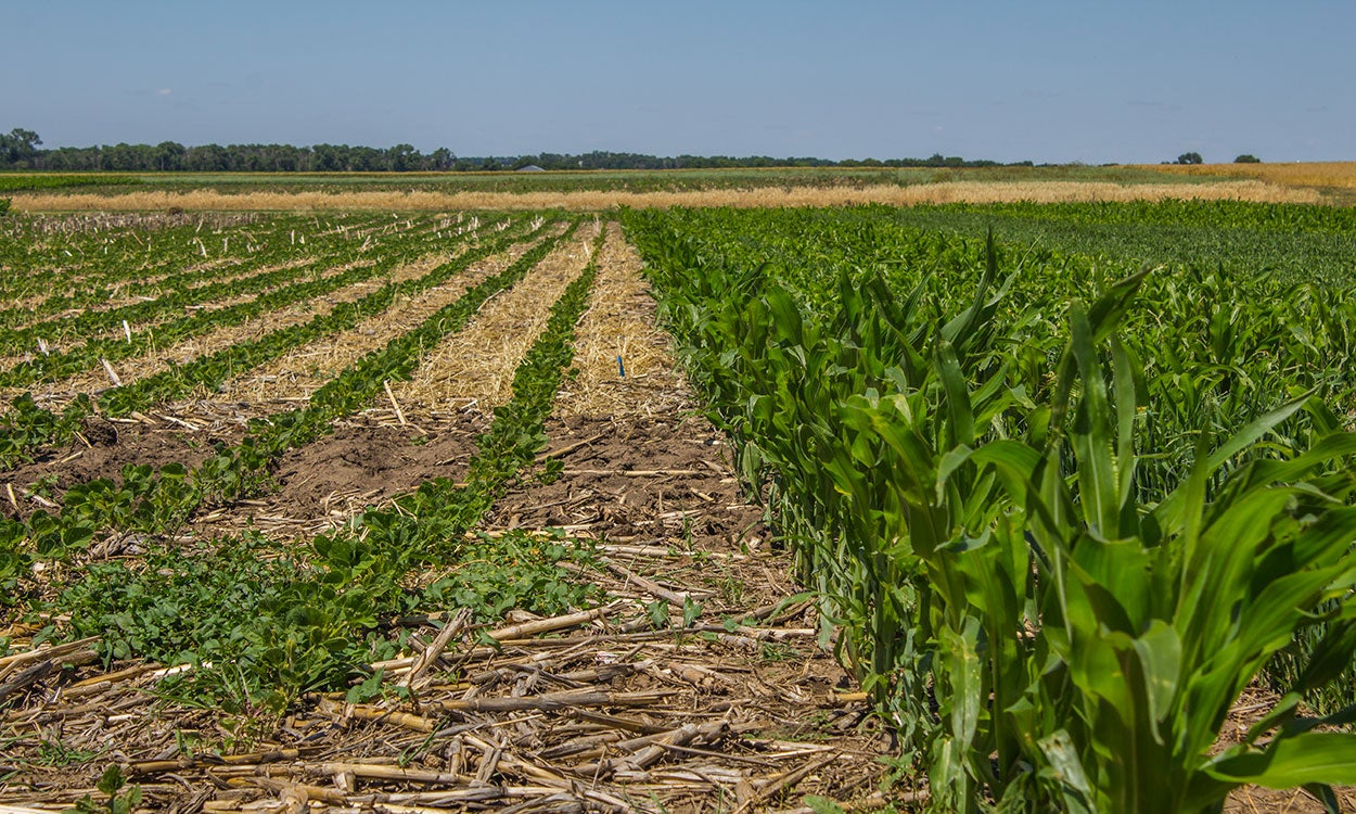 : No-till field with soybeans and corn growing in two different sections.