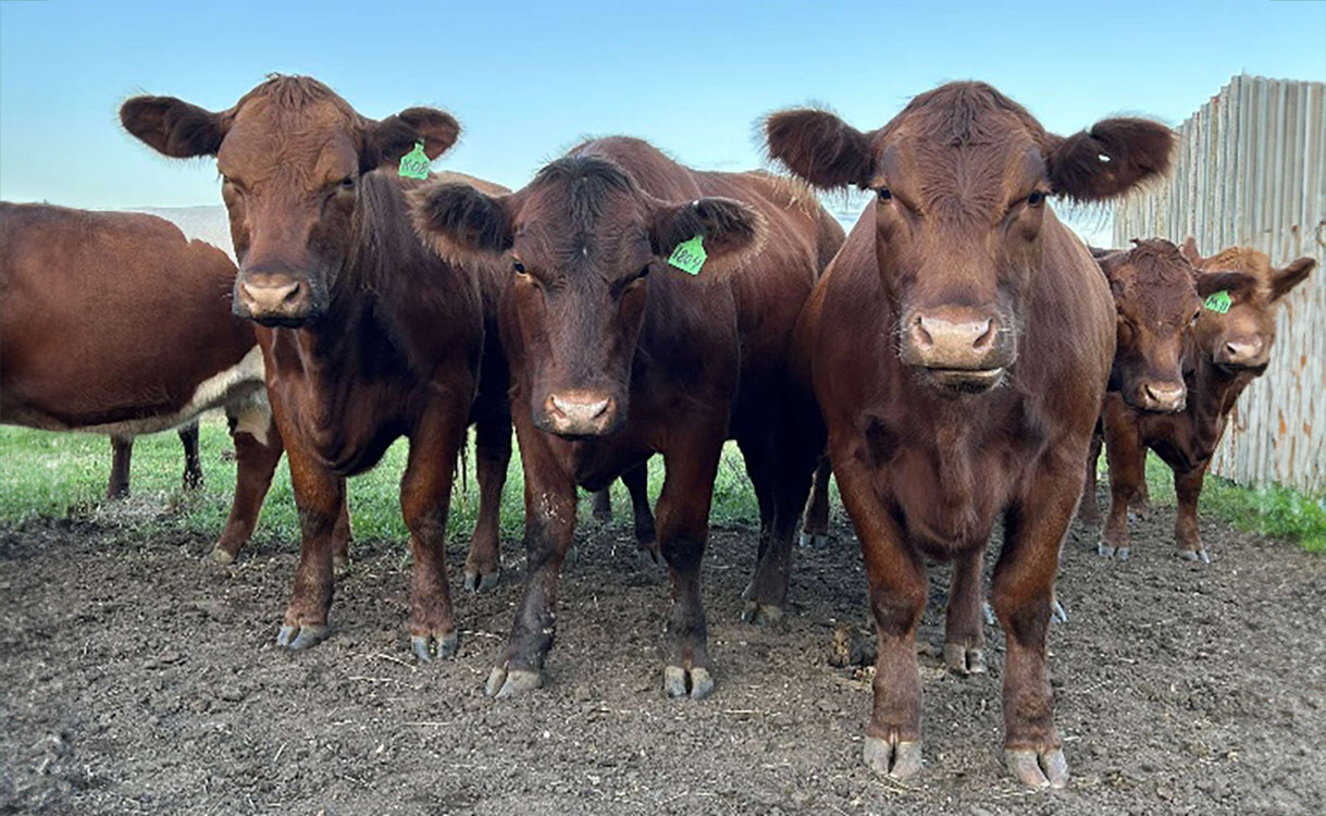 Group of brown cattle gathered in a farmyard.