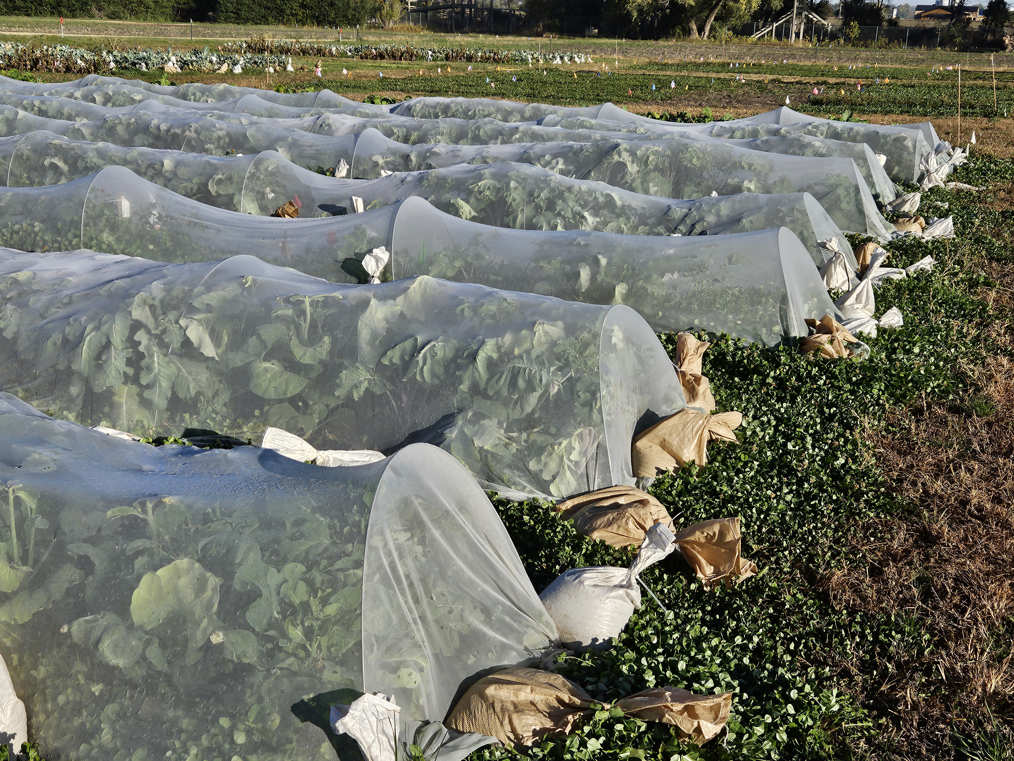 Rows of vegetables are shown with netting protection over them
