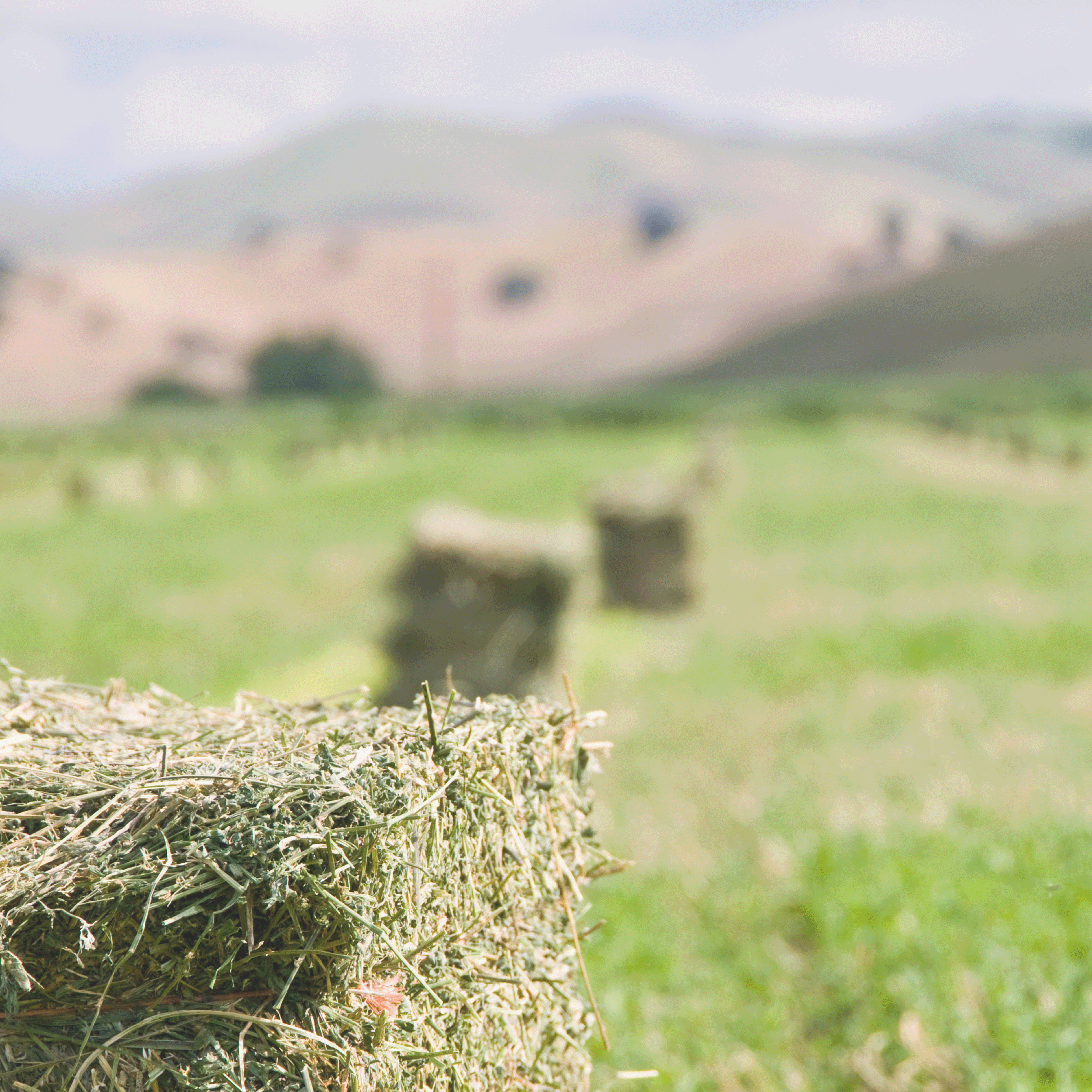 Field of square hay bales