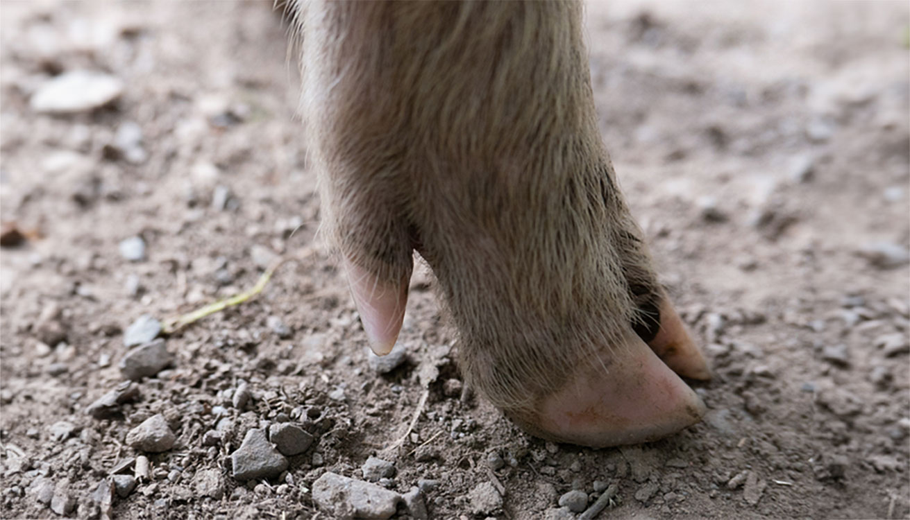 A young sow's foot.