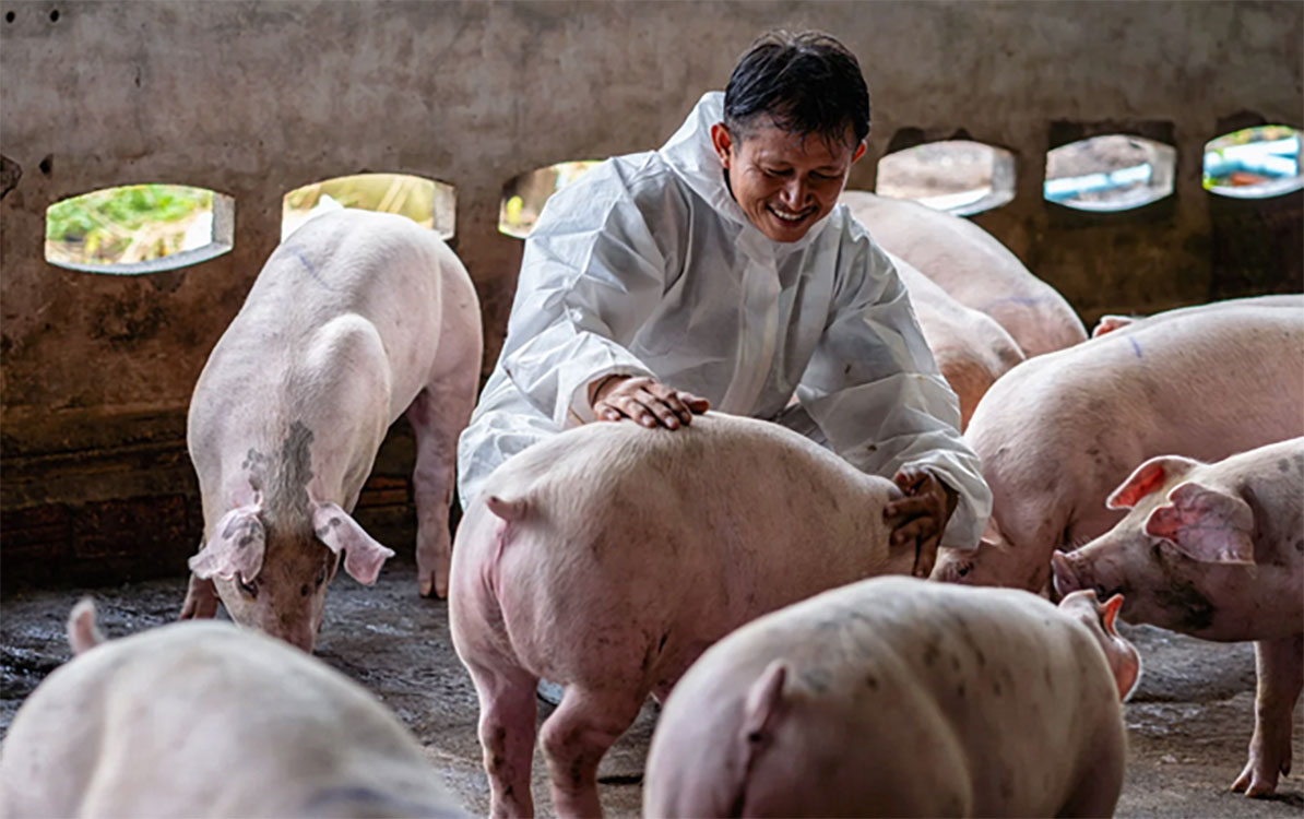 Veterinarian inspecting several young pigs in a swine facility.