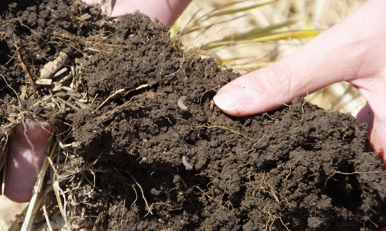 Hands holding a clump of healthy soil with worms and other living organisms throughout.