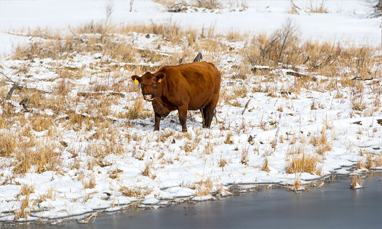 A brown cow grazing near a frozen creek.