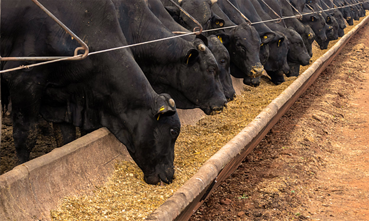 Large herd of black angus cattle eating from a feedbunk.