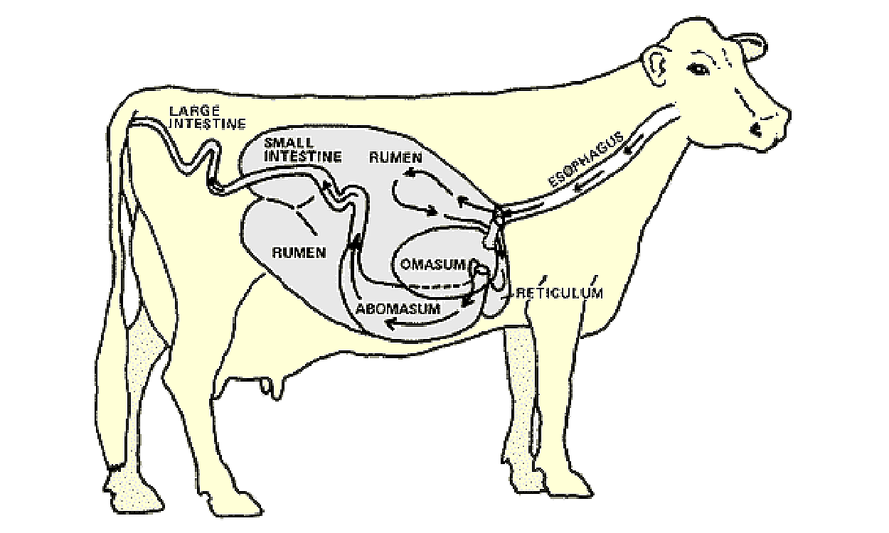 Illustrated diagram of the cow’s digestive tract.
