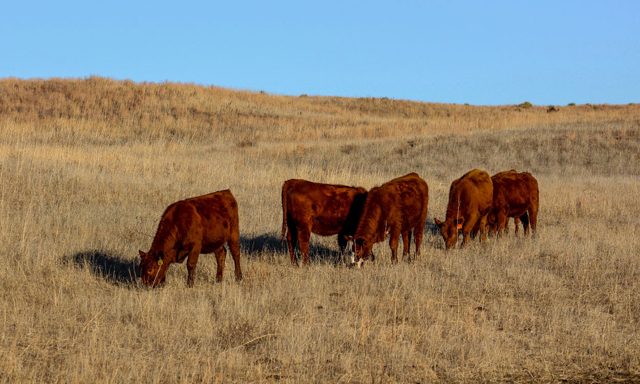 A small group of red-colored calves grazing late-season rangeland.