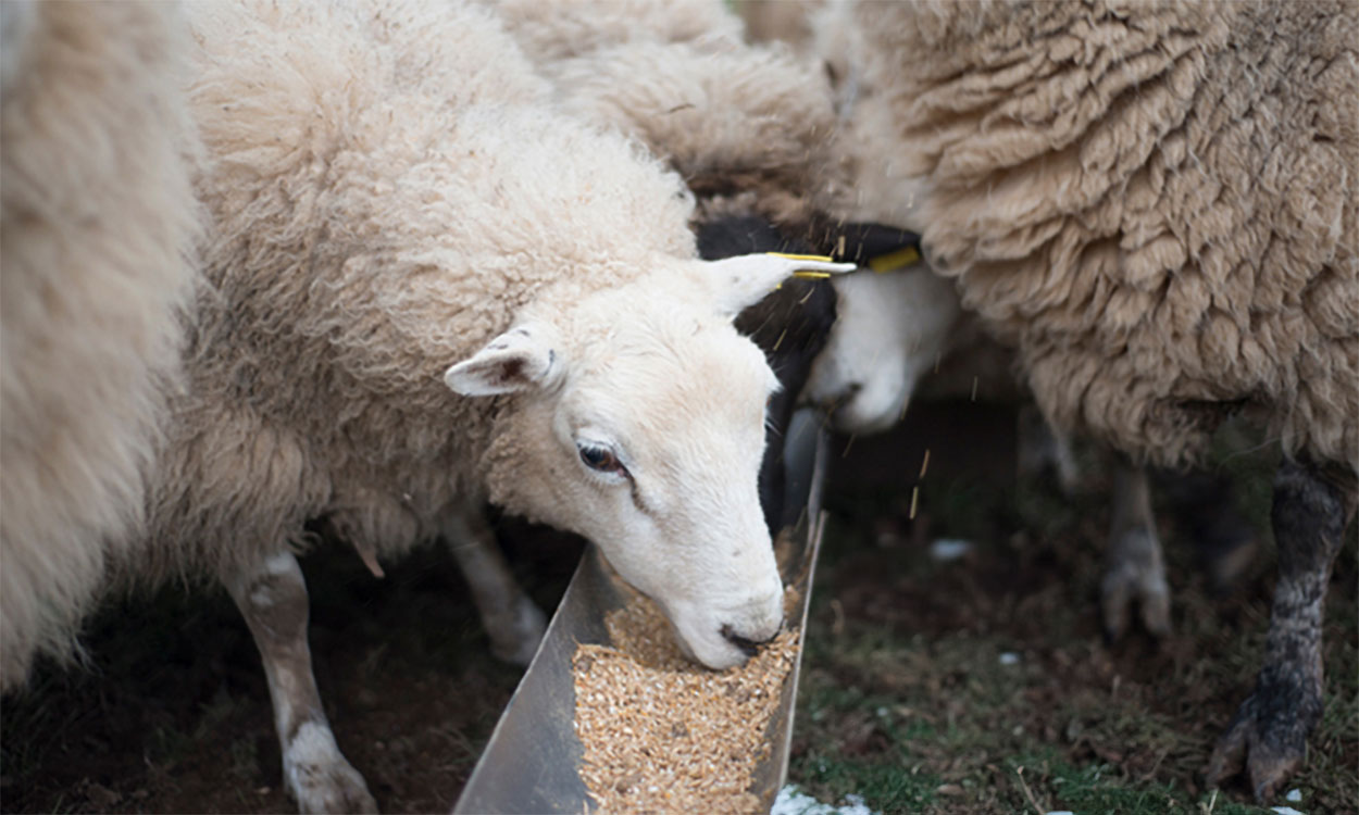 Ewe sheep eating from a feeder.