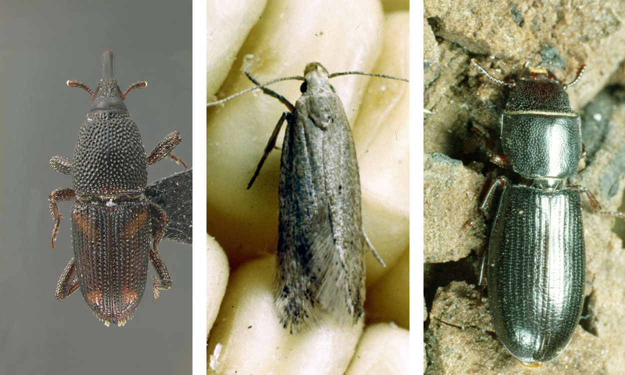 Three stored grain pests. From left: Maize weevil, Angoumois grain moth, Cadelle beetle.