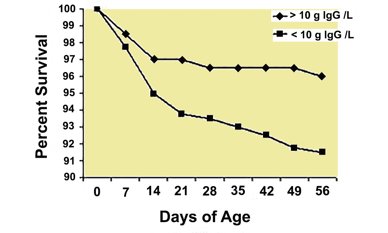 Line graph showing the effect of blood immunoglobulin concentrations on newborn Holstein heifer survival. For a detailed description of this graphic and data set, please call SDSU Extension at 605-688-4792.