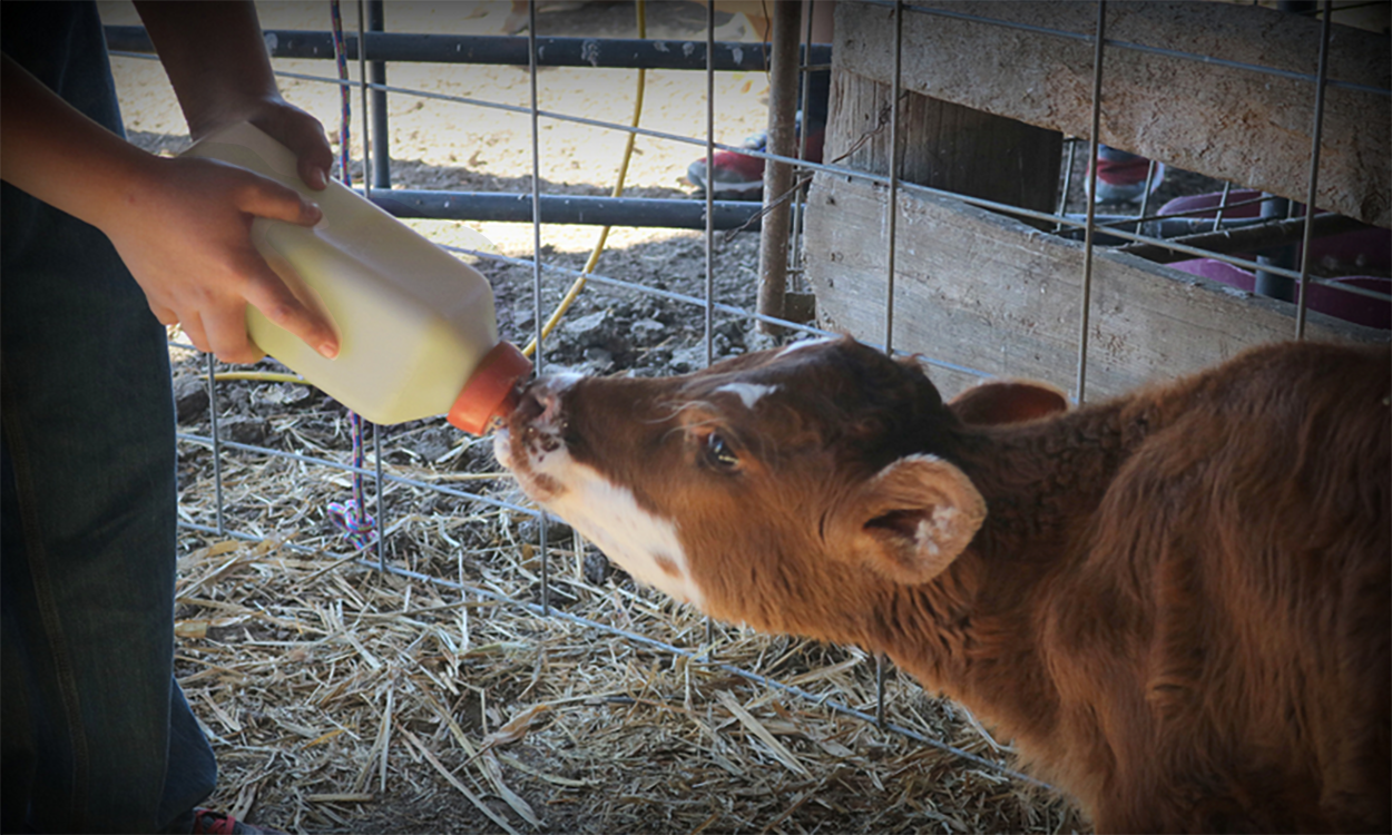 Newborn calf being bottle fed.