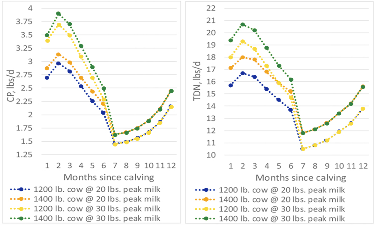 Line graph depicting protein and energy requirements for beef cows throughout the production cycle depending on body weight and milk production. For a detailed description of this graphic and data set, please call SDSU Extension at 605-688-4792.