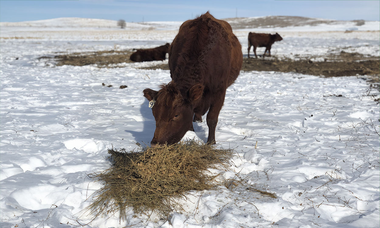 Mother cow feeding in a snow-covered field.