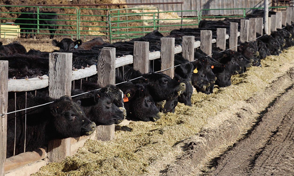 Row of black cattle eating roughage in a feedlot.