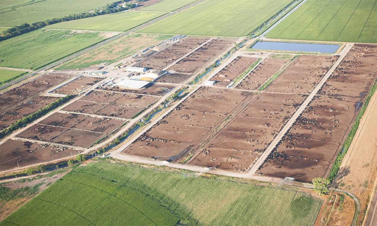 Aerial view of a large feedlot facility.