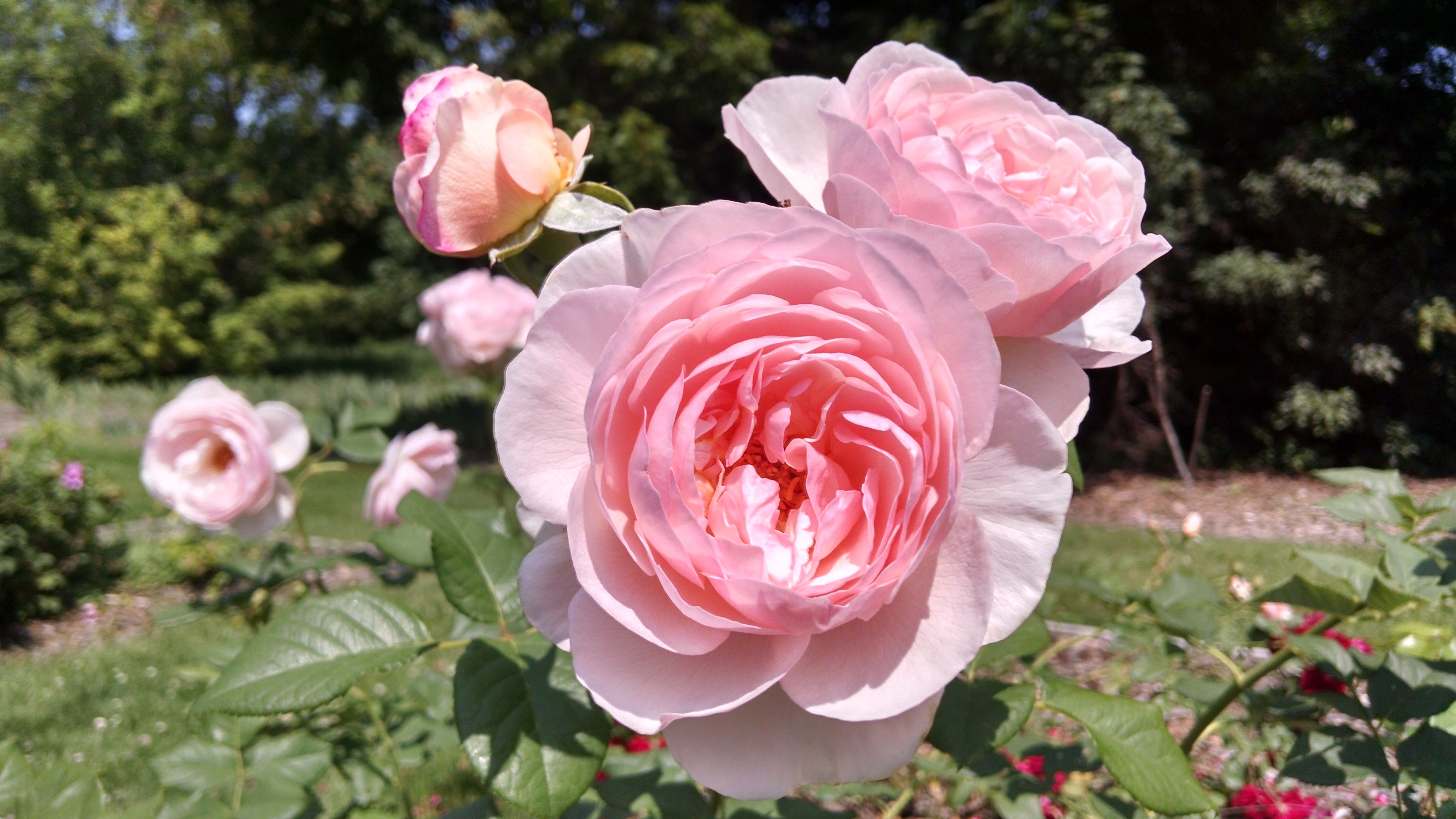 Pink english rose