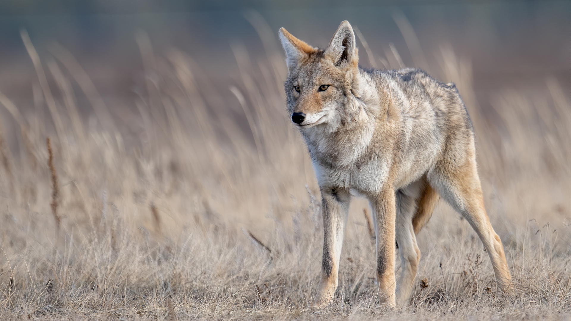 coyote standing in front of tall grass
