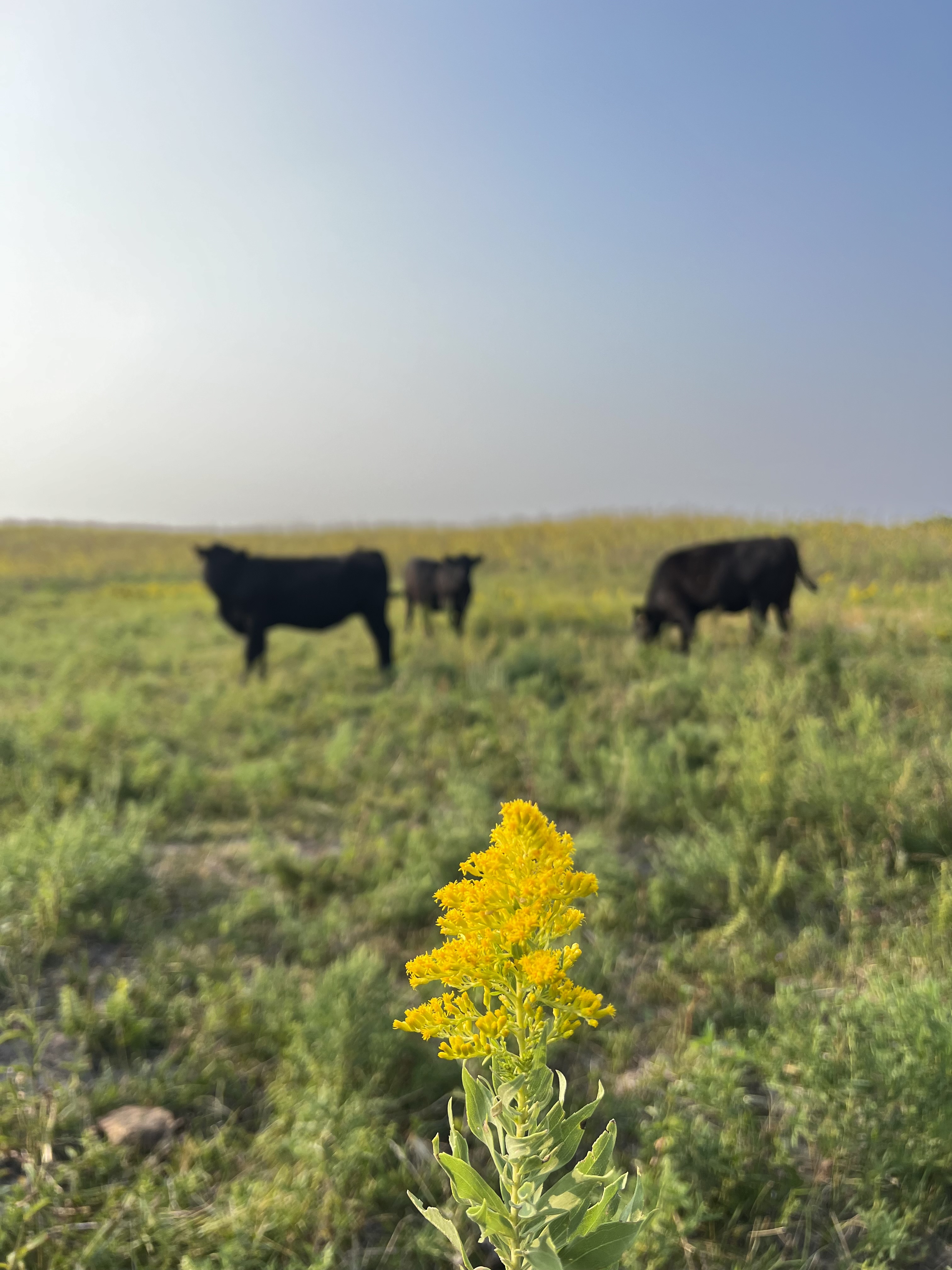 a goldenrod plant is in focus with black cows in the background