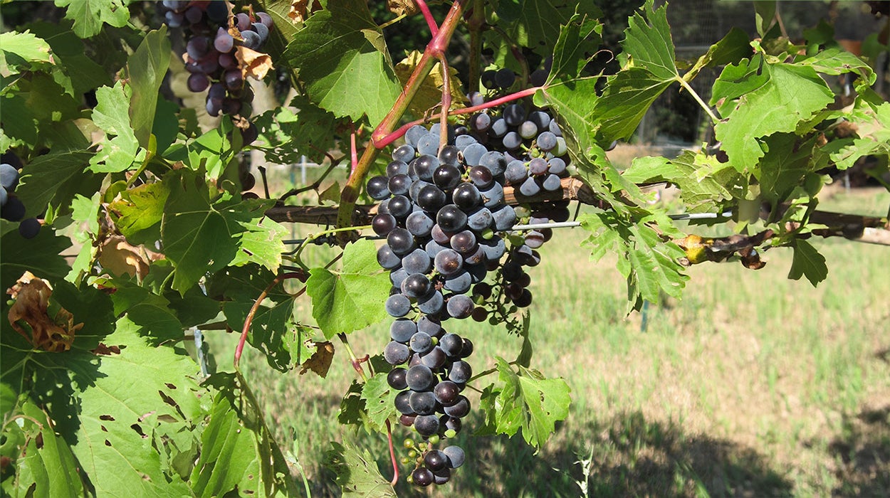Marquette grape cluster.