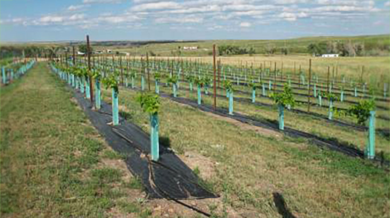 New vineyard with landscape fabric in-row.