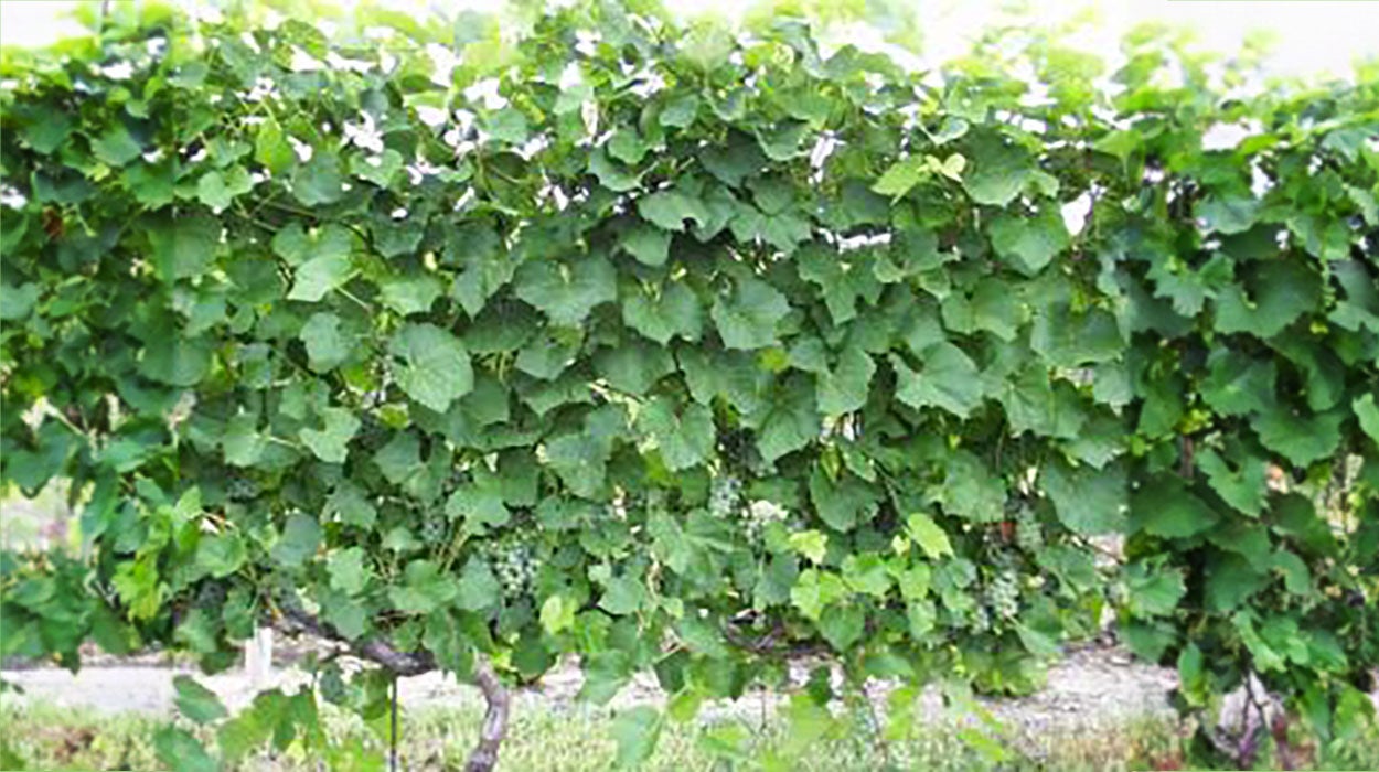 Vertical shoot position trained vines.