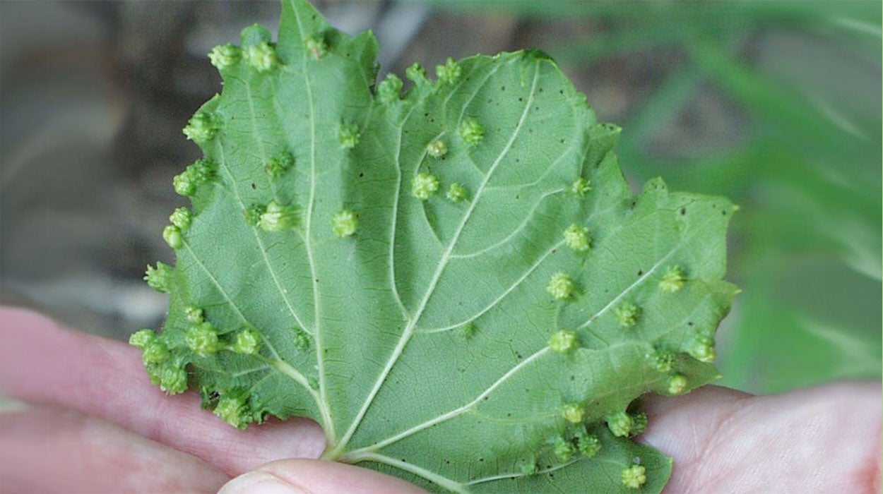Phylloxera galls