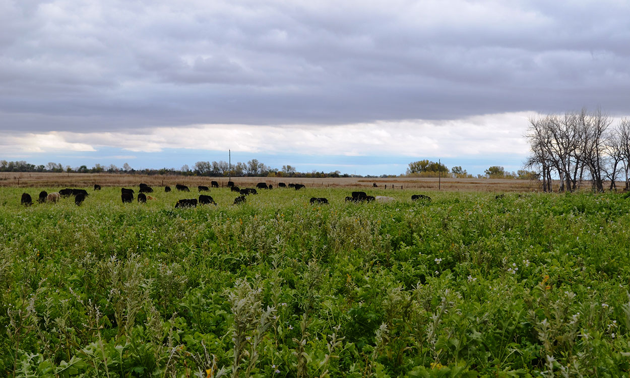 Cattle grazing a field of cover crops in Eastern South Dakota.