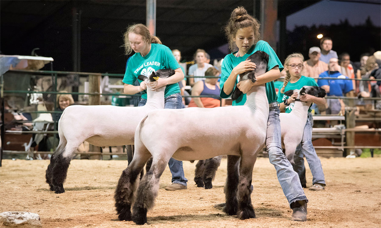 Three female 4-H youth presenting sheep in a show ring.