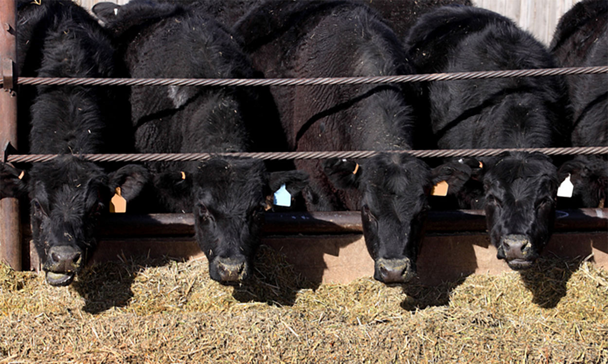 Young, black angus cattle eating feed in a feedlot.
