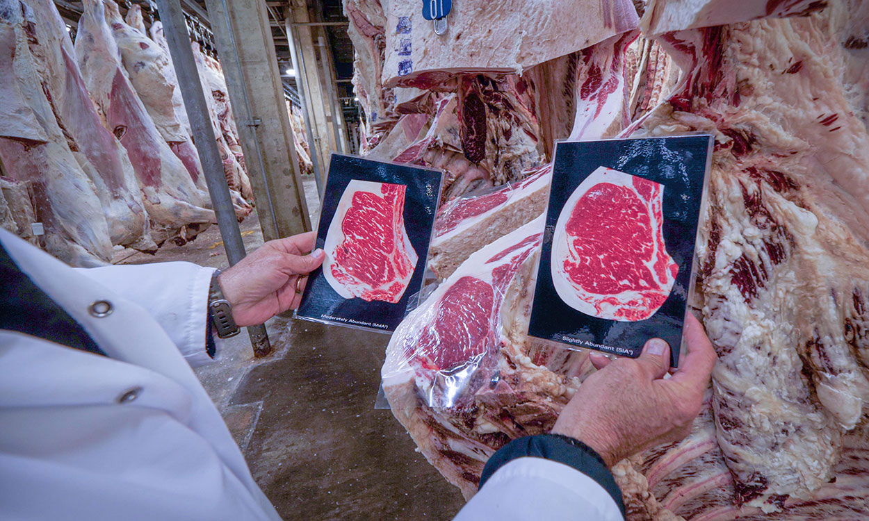 USDA meat inspector comparing beef grading cards to a beef carcass.