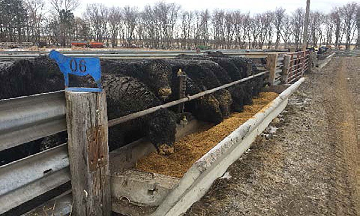 Cattle at a concrete feed bunk at the SDSU Southeast Research Farm.