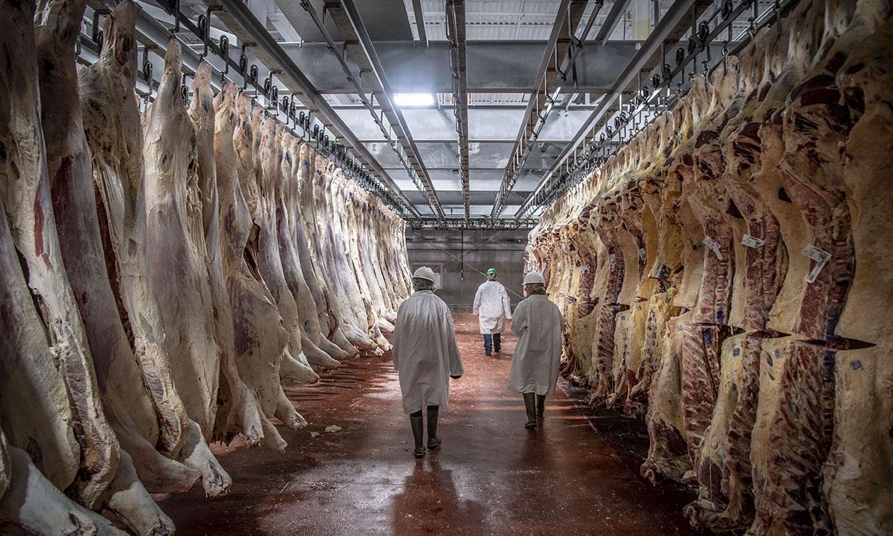 Group of USDA inspectors analyzing numerous beef carcasses in an inspection facility.