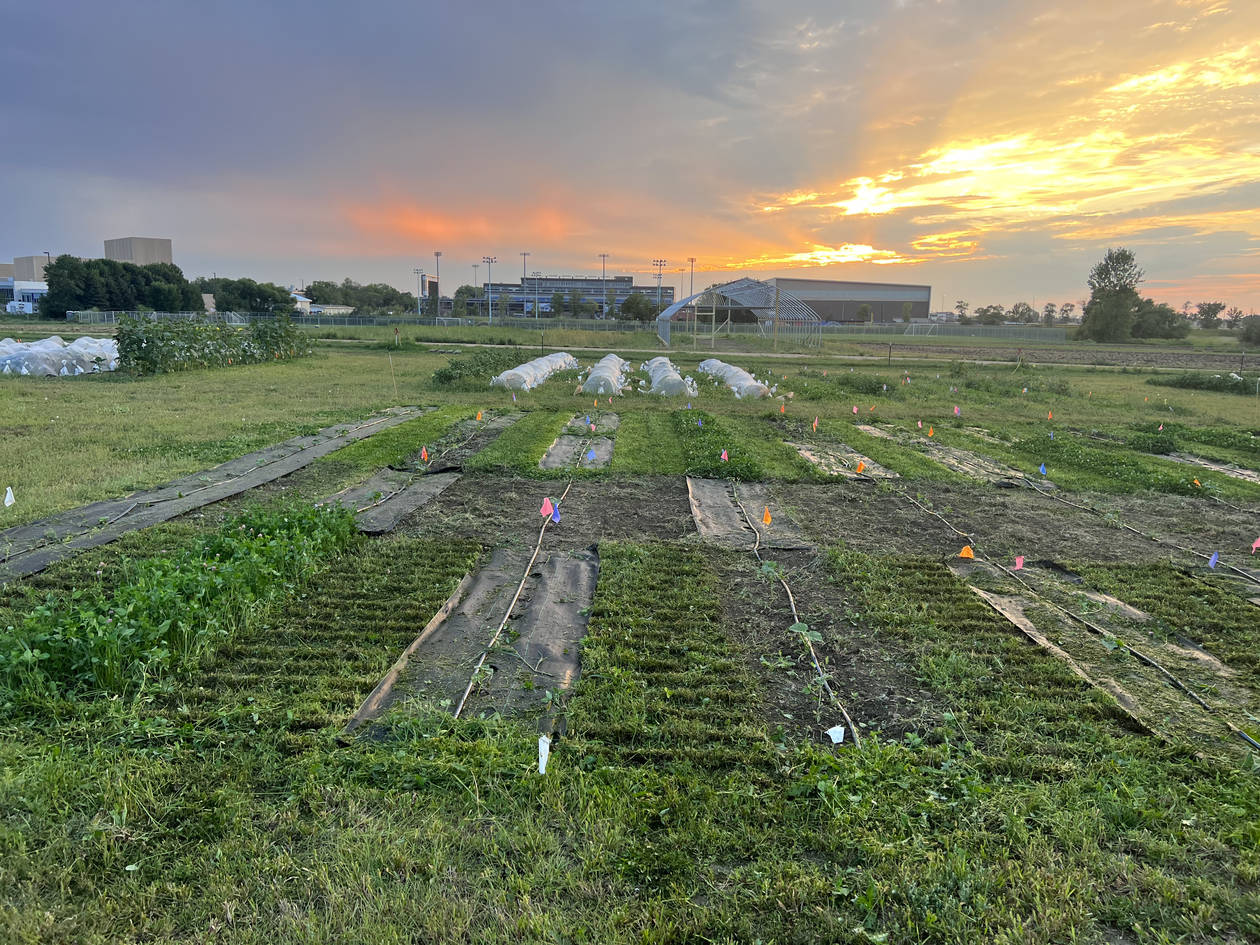 Clover pathways after being mowed with sunsetting in the background.