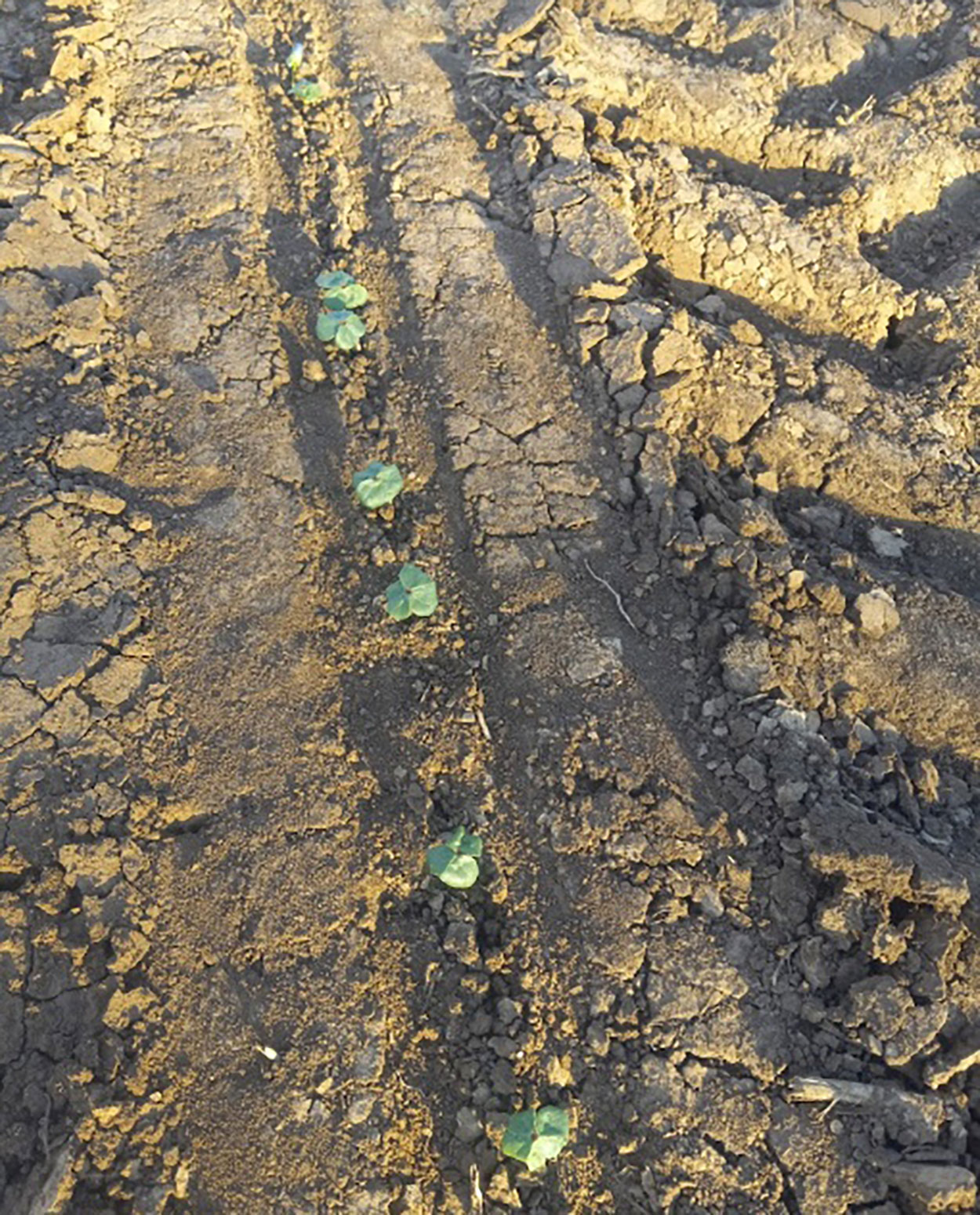 Row of young crops emerging from a tire rut in compacted soil.