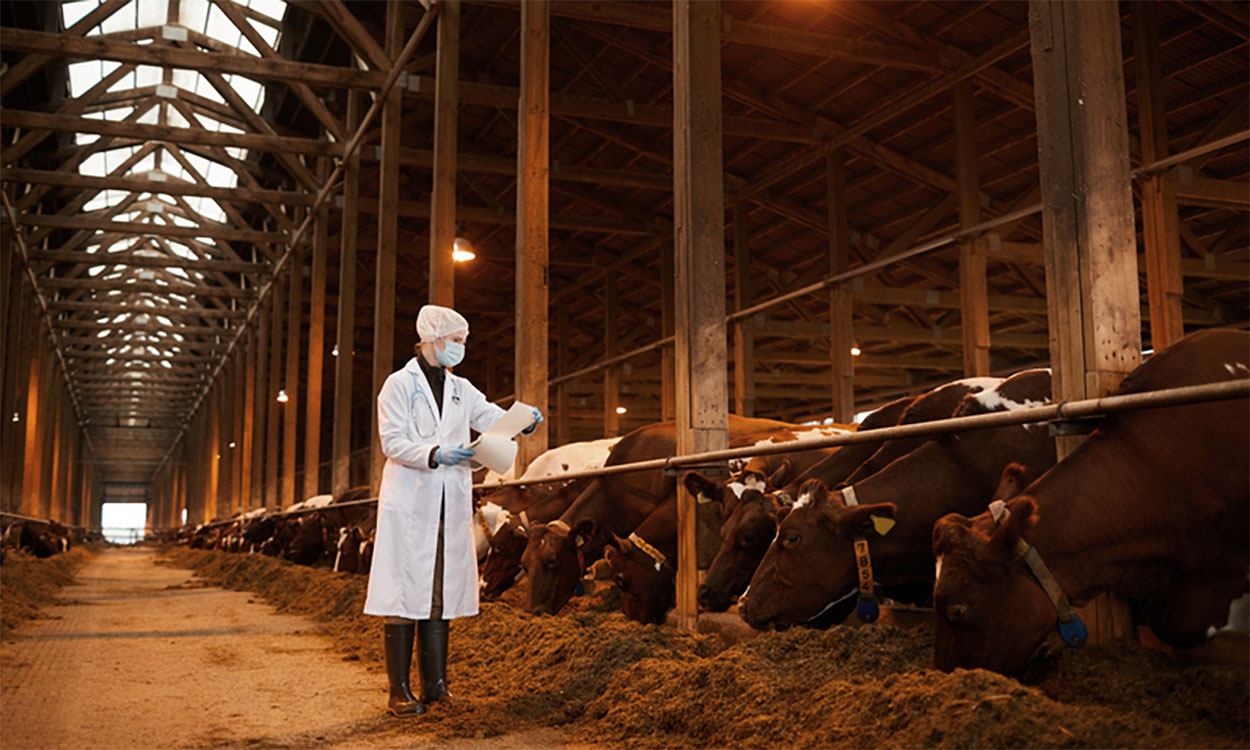 Facility inspector inspecting animals at a large dairy farm.
