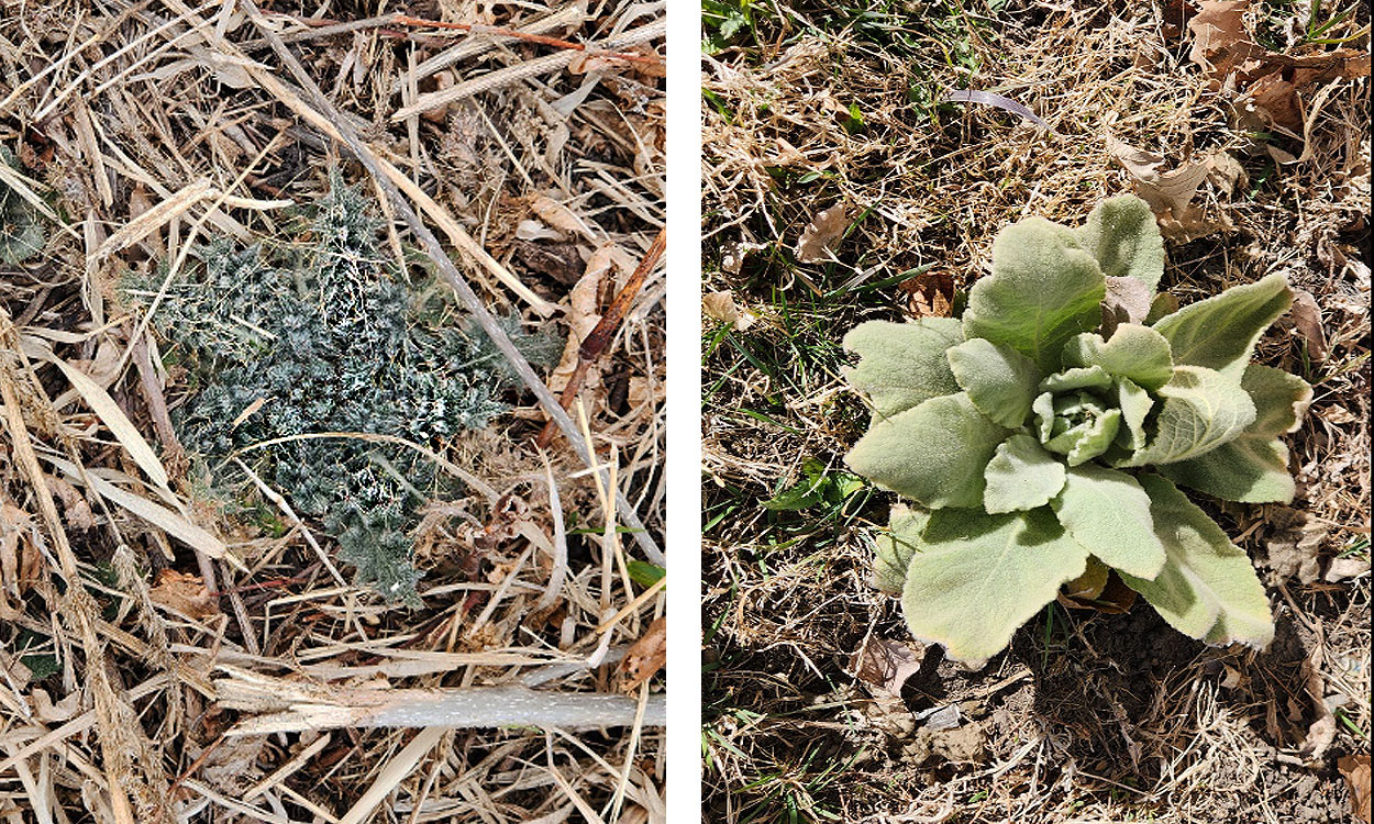 Early emerging bull thistle and common mullein in the rosette stage.