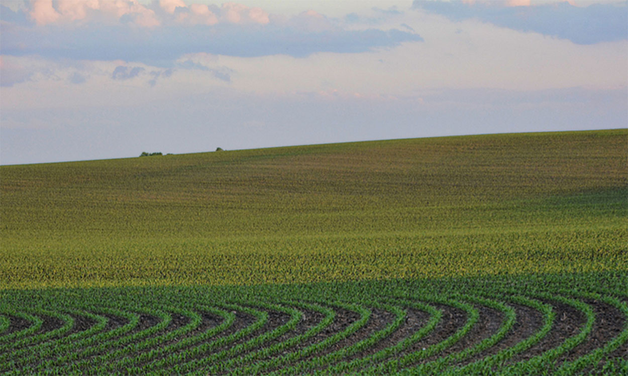 Soybean field in early spring.