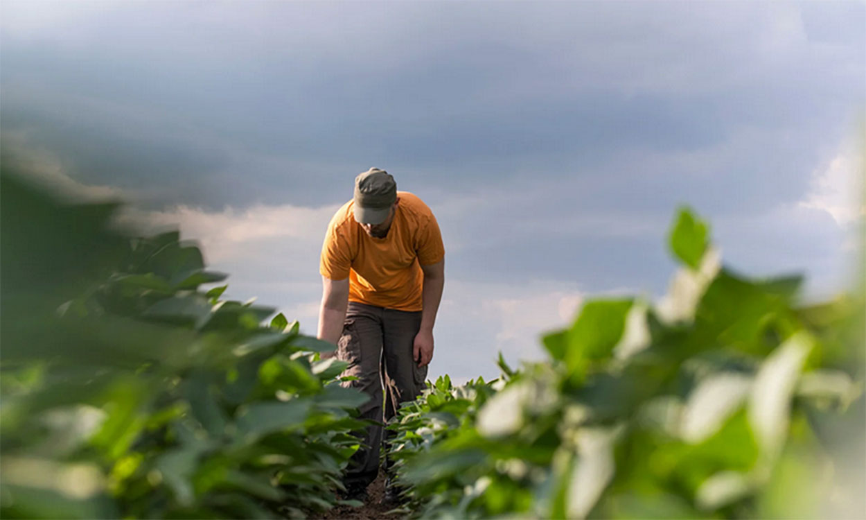 Young farmer inspecting a row of soybeans for weeds.