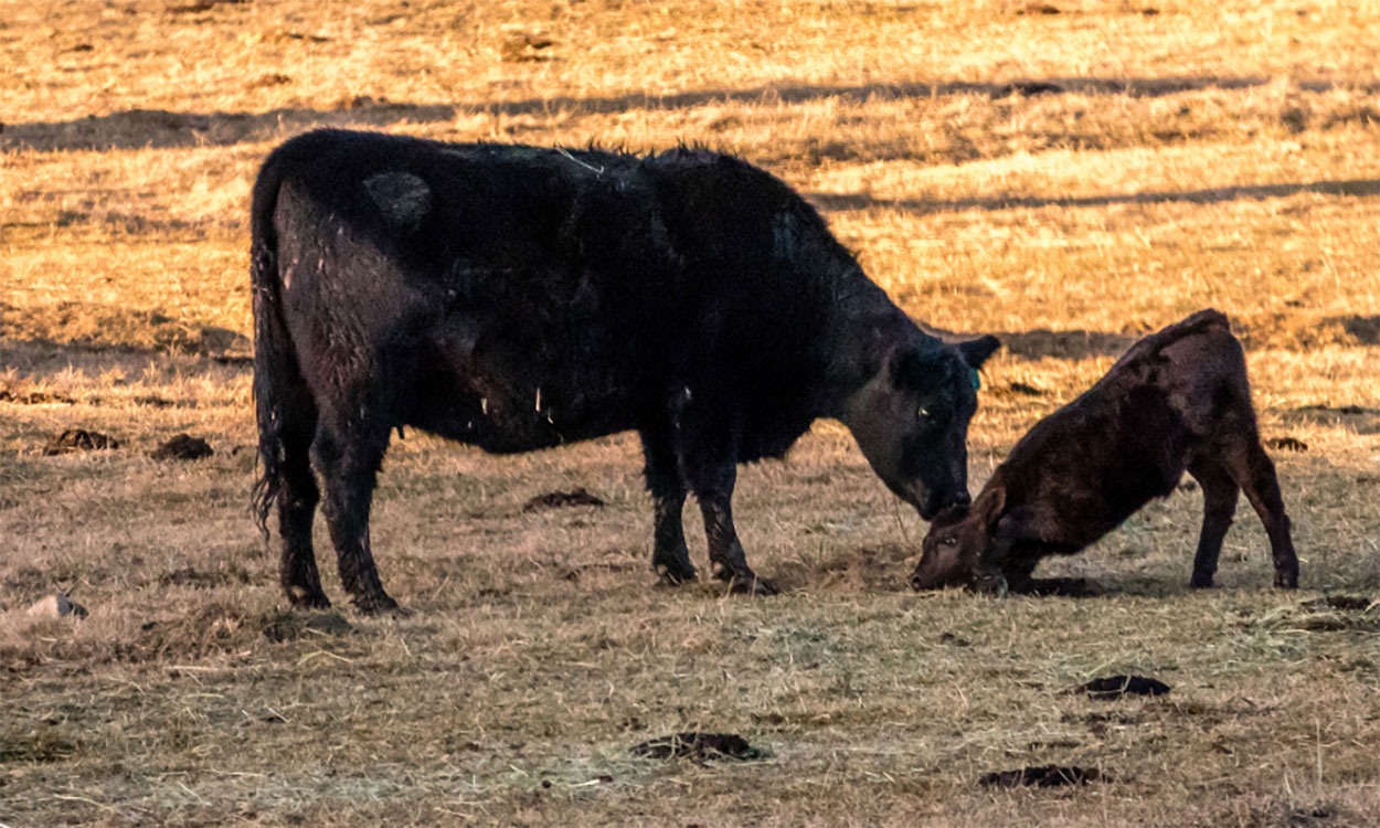 Black angus cow with newborn calf in an early spring pasture.