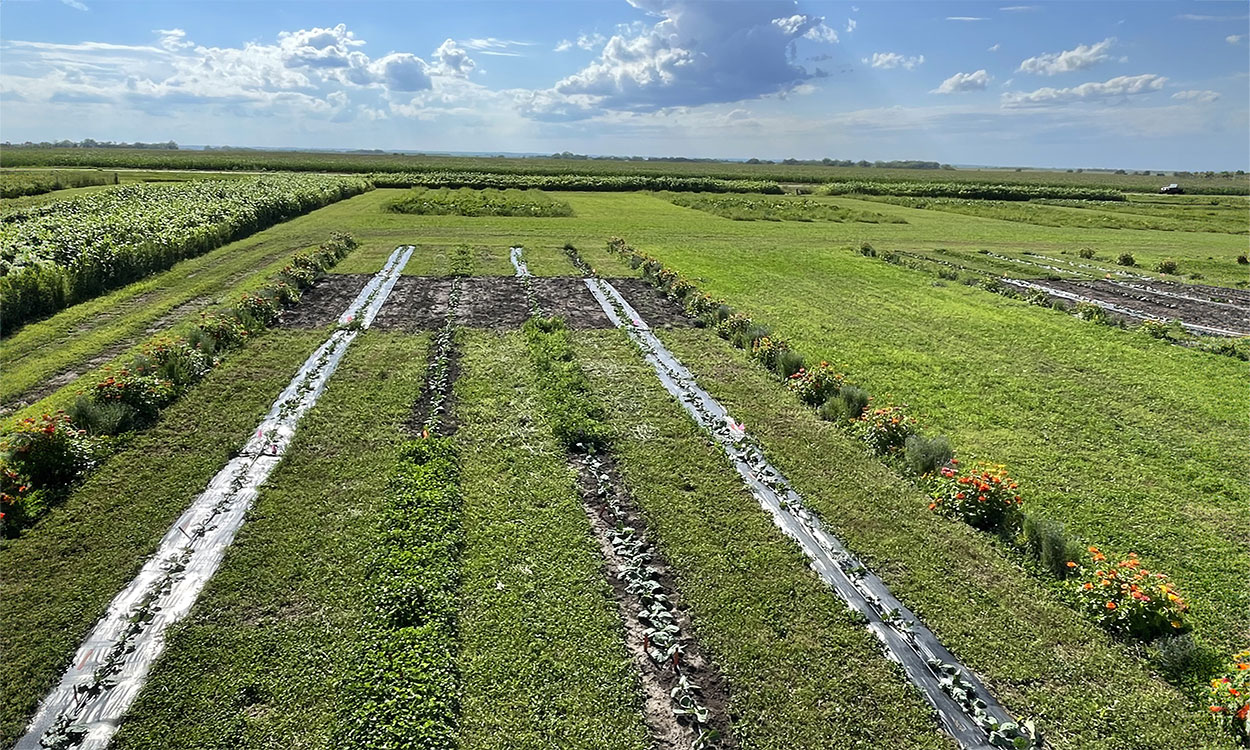 A bird’s-eye view of SDSU's Southeast Farm horticulture research plots.
