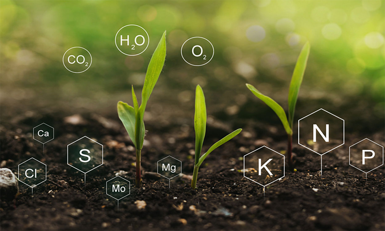 Various chemical symbols for common nutrients found in garden soil over a selection of young plants emerging from garden soil.