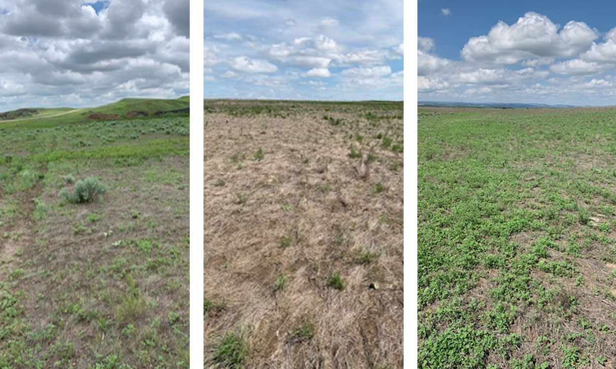 Three photos of crested wheatgrass pastures in southwest South Dakota, showing the gradual effects of crested wheatgrass die-off.