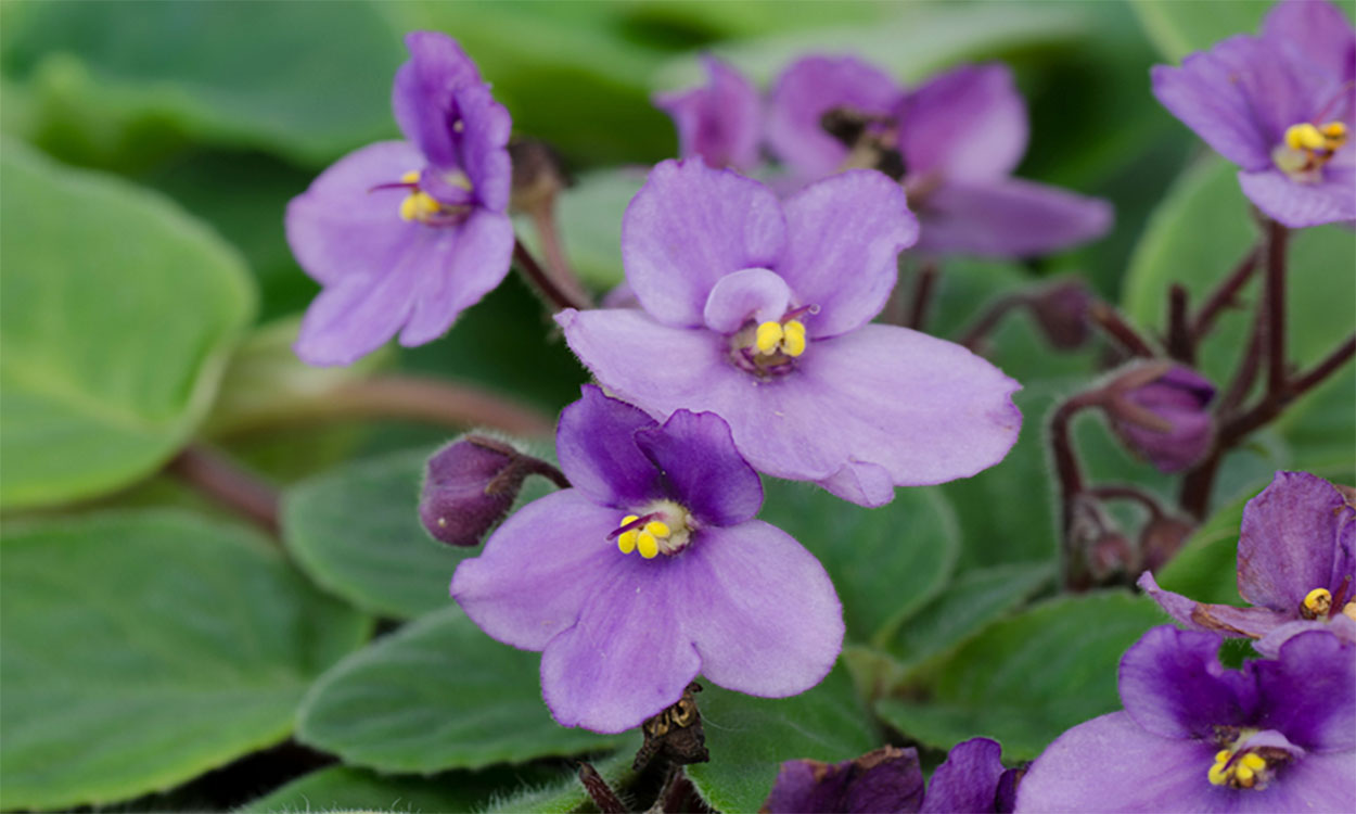Delicate, light-purple flowers of the African Violet.